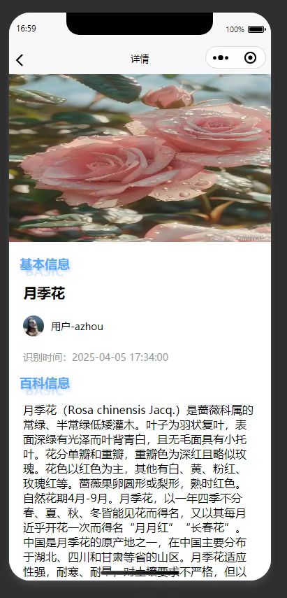 识别物品详情页：展示识别得到的月季花的科普百科详情
